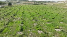 Olive trees for the production of olive oil
