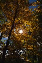 sunburst through an autumn tree 
