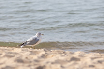 seagull looking standing on the shore looking towards water