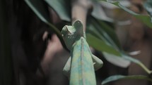 Back View Of Veiled Chameleon (Chamaeleo Calyptratus) Climbing On Tree In A Tropical Forest. close up	