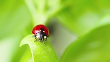 Ladybug in the green grass