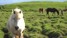 icelandic horses close up view