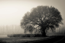 hay bales under a tree in fog 