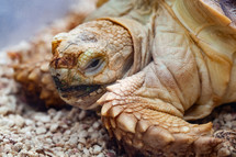 young Arican spurred sulcata Tortoise Geochelone sulcata
