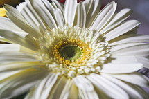 closeup of a white gerber daisy 