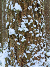 Snowy tree in the forest