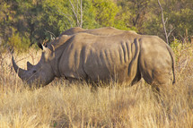 Rhinoceros. Endangered species. Africa Savannah. 