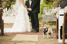 Bride and groom saying vows with pug in the aisle.