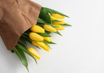 yellow tulips on a white background 