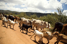 cattle and goats on a dirt road 