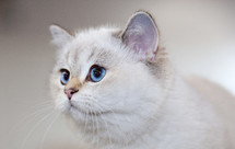 blue eyed cat 