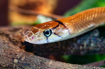 Indonesian jewelry snake or Coelognathus subradiatus. It is a genus of 7 ratsnakes from South and South East Asia
