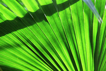 Palm tree branches or fronds