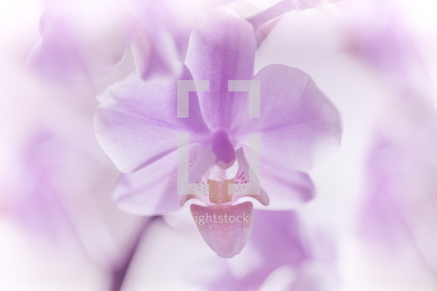 purple and white orchid 
