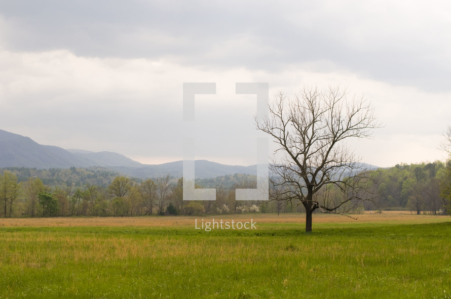 isolated tree in a field
