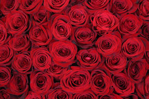 Large bouquet of dark red roses