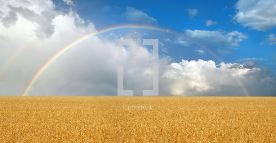 rainbow over a wheat field 