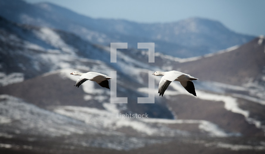 Birds in flight over snow-covered mountains.