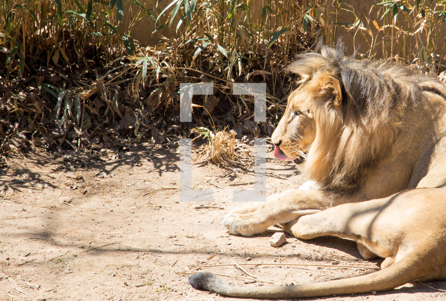 a resting lion 