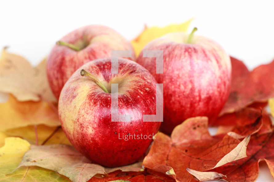 apples and leafs on a white background 