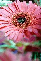 pink gerber daisy 