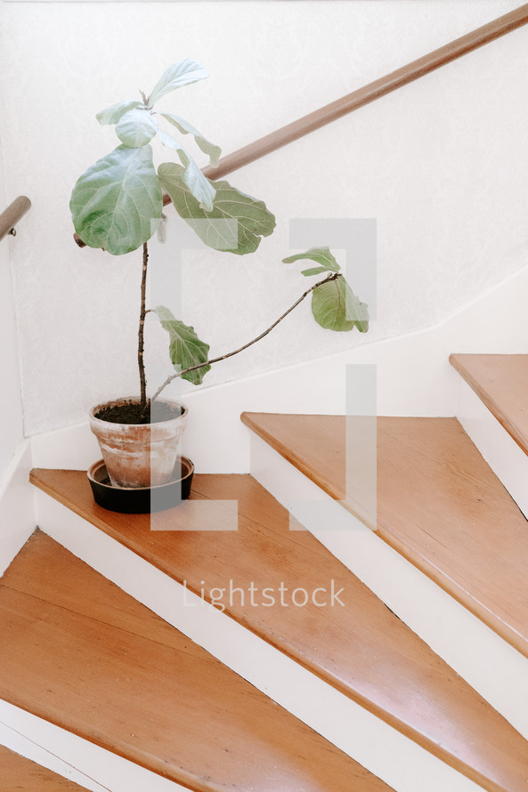 fig plant on steps 