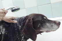 washing a dog 