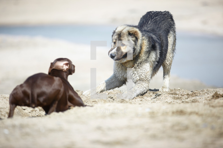 dogs playing at the beach 