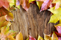 border of fall leaves on wood background 