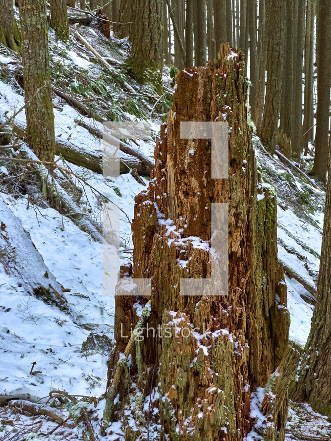 Snowy forest with cedar snag