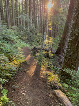 Sunrise forest trail.