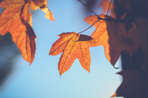 Orange fall leaves against a blue sky.