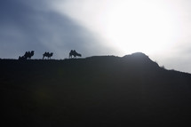 silhouettes of camels 