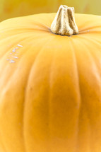 orange pumpkin closeup 