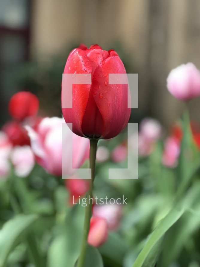 pink and red tulips 