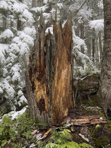 Old broken tree stump in a winter forest. 