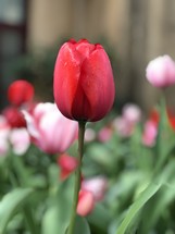 pink and red tulips 