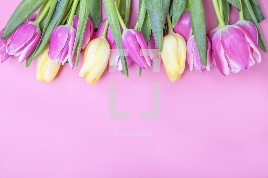 Spring Tulip Background for Easter and Mother's Day