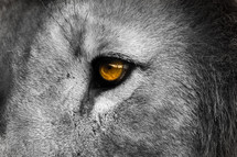 lion eyes 