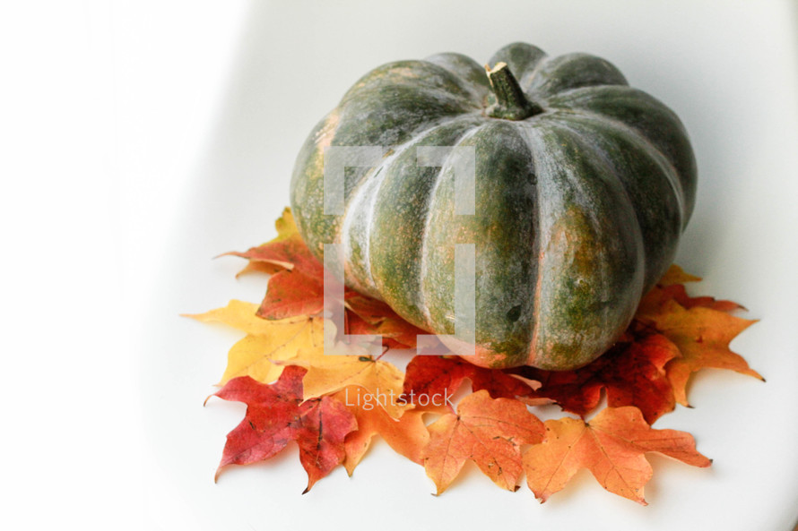 green pumpkin on fall leaves 
