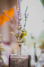 lavenders flowers in a vase 
