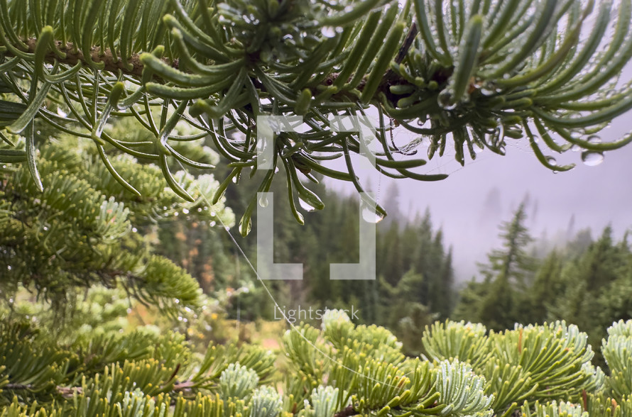 Close up of pine tree with water droplets.