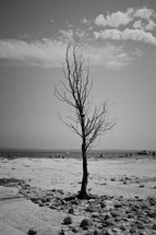 a bare tree on a beach 
