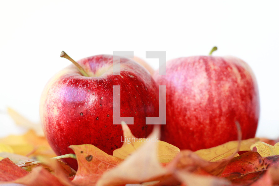 apples and fall leaves on a white background 