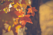 Sunshine on colorful fall leaves.