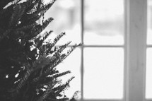 A Christmas tree by the window