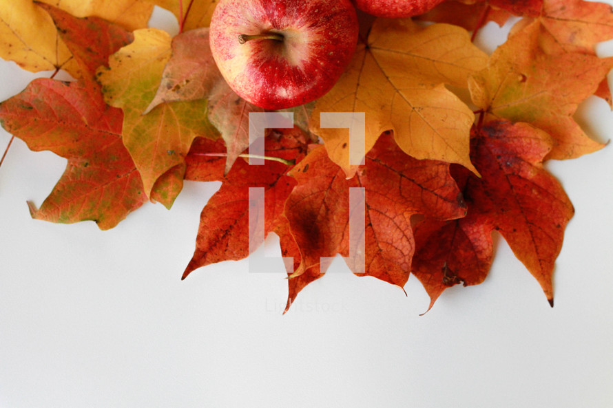 apples and leaves on a white background 