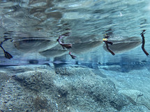 Duck feet underwater