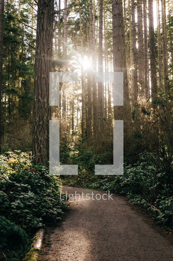 sunburst in a forest over a path 