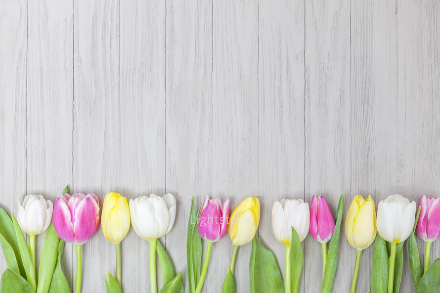 Spring Tulip Background for Easter and Mother's Day